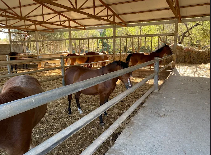 CLUB DE EQUITACIO ES PAS 