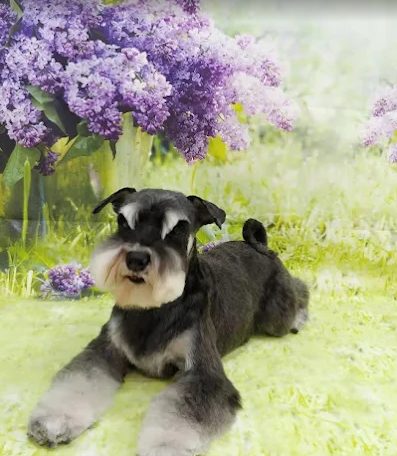 CENTRO VETERINARIO TORREJÓN 