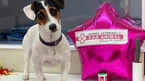 Clinica Veterinaria Sos